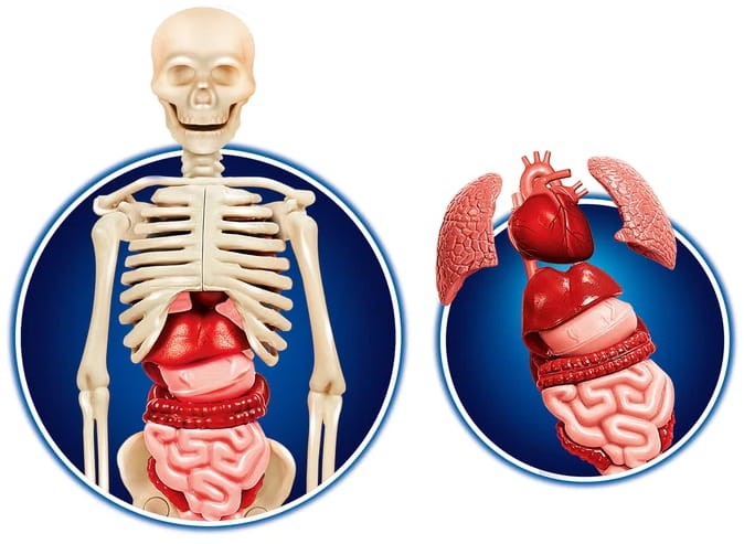 anatomia lab.jpeg